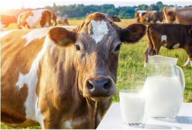 lapte-vaca-dreamstime