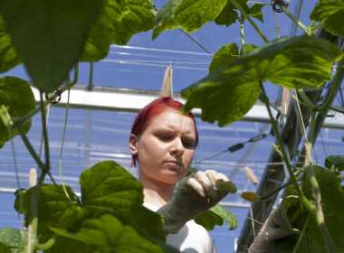 Fermierii "bio" au termen 5 iulie 2015 sa ceara ajutoarele de minimis de la APIA