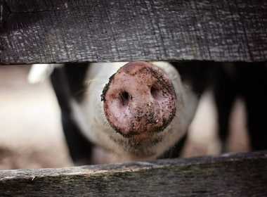 Ajutoare de la stat de 10.000 Euro pentru producatorii de carne de porc