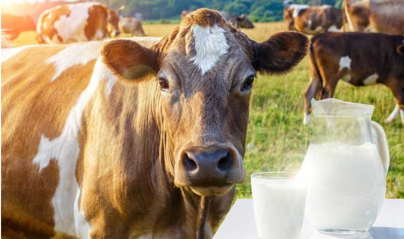 lapte-vaca-dreamstime