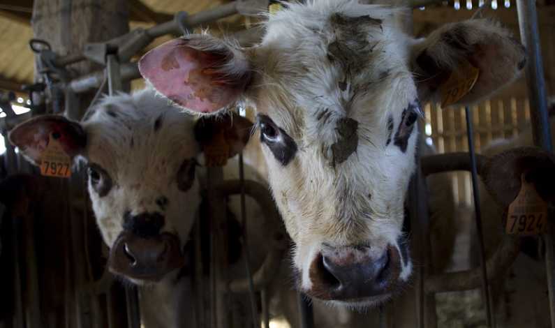 Veste buna pentru fermierii romani: Romania, risc neglijabil pentru "boala vacii nebune"