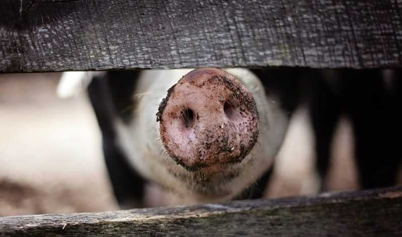 Ajutoare de la stat de 10.000 Euro pentru producatorii de carne de porc